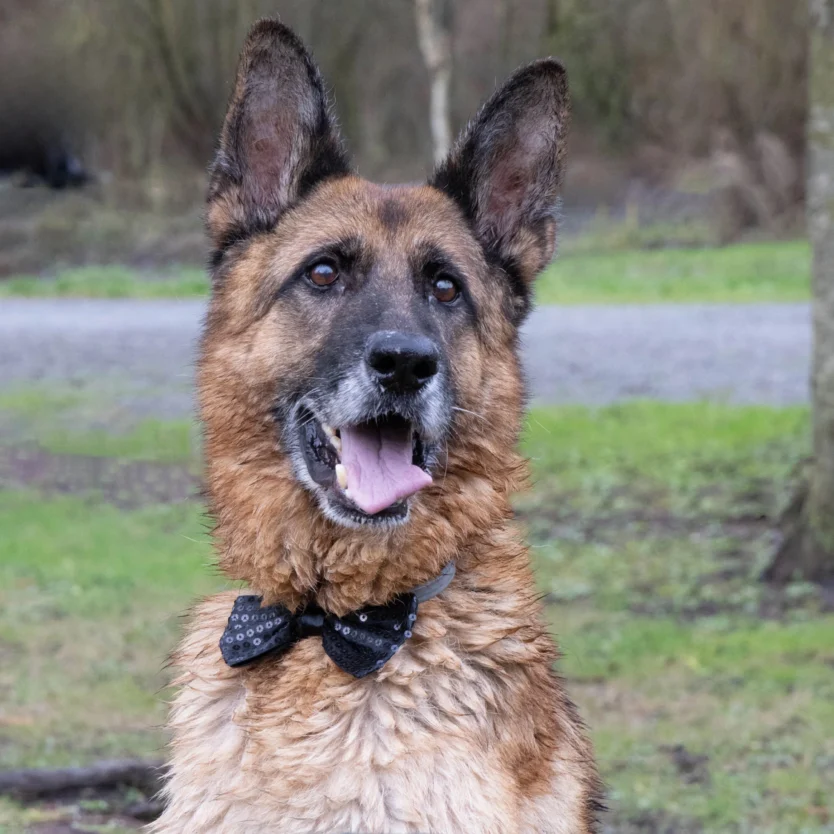 Logo de Max, Sandra et Nougat